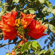Flowers in the valley of the river Rio Majes